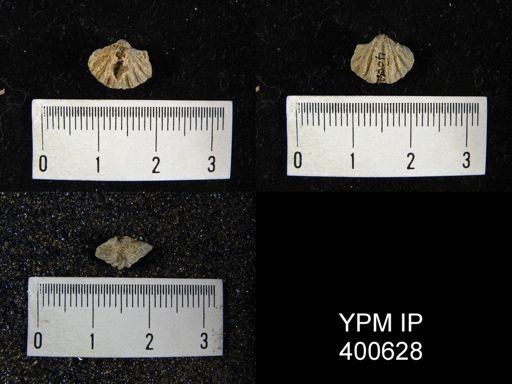 Spiriferina sp.