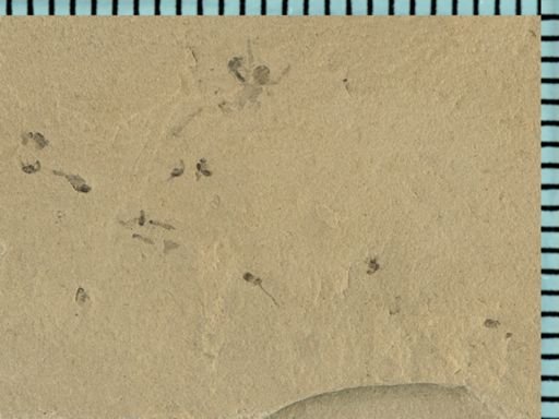 undet. Arachnida