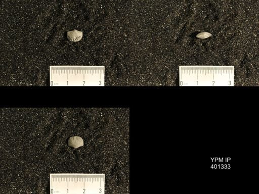 Plectorthis plicatella