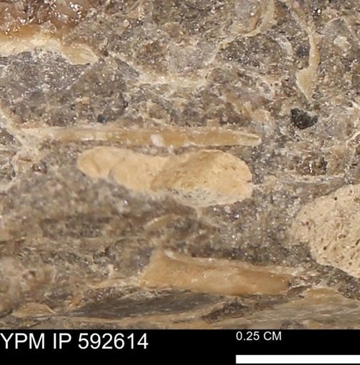 undet. Mollusca