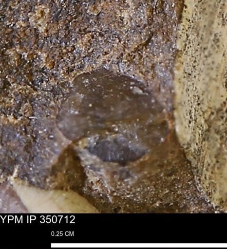 undet. Mollusca