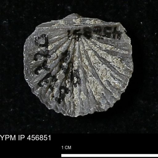 Stropheodonta sp.