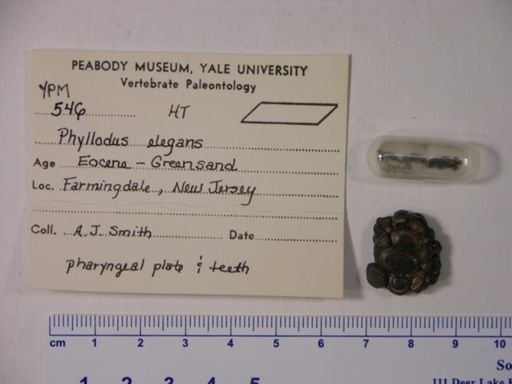 Phyllodus elegans