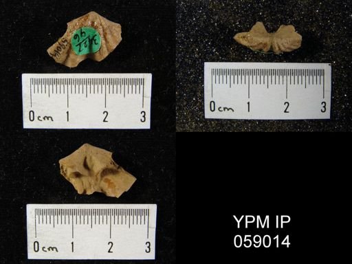 Delthyris perlamellosa
