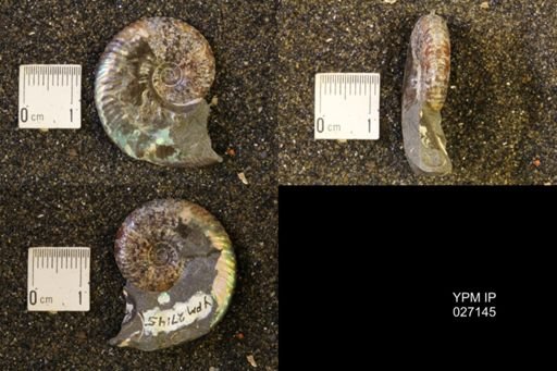Hoploscaphites nicolletii