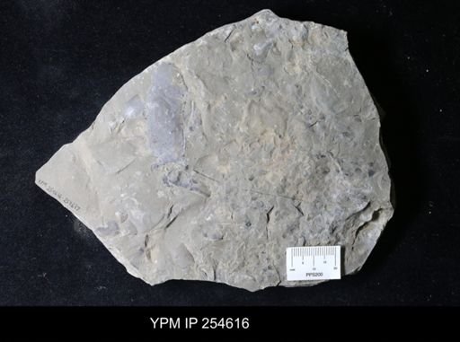 Eurypterida