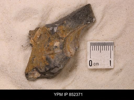 undet. Bivalvia