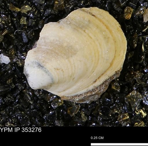 Limopsis striatopunctatus