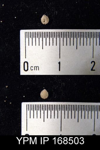 Meristella sp.