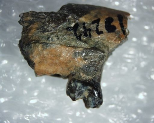 Pelycodus sp.