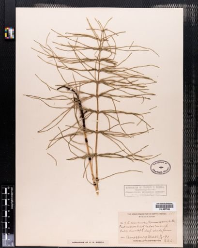 Equisetum arvense