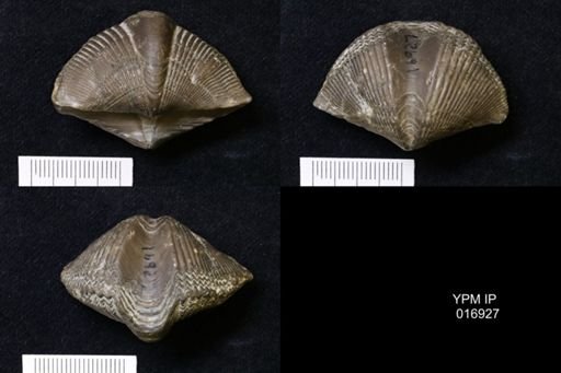 Spinocyrtia