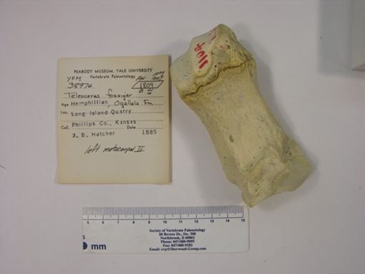 Teleoceras fossiger