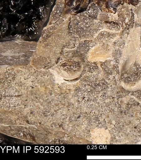 undet. Mollusca