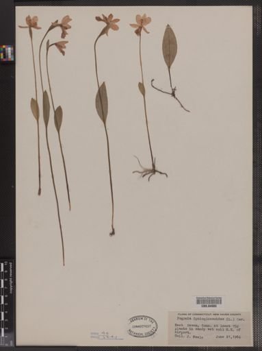 Pogonia ophioglossoides