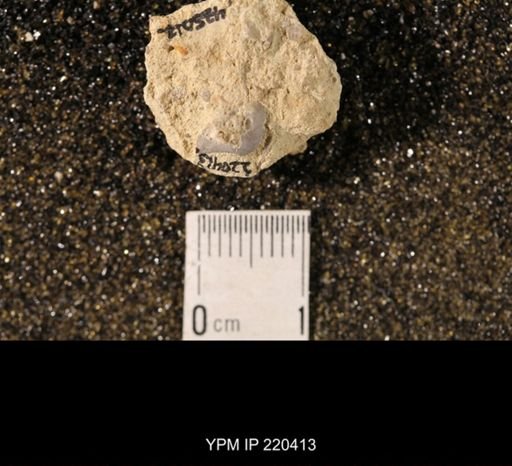 Chonetina flemingi var. plebeia