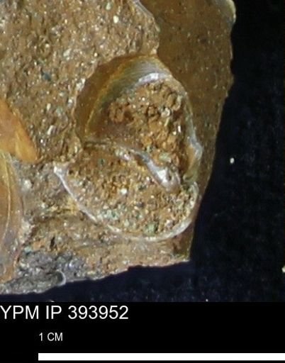 undet. Gastropoda