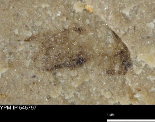 undet. Insecta