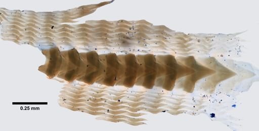 Dendronotus robustus