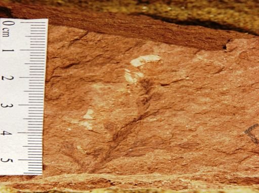 Sequoia affinis