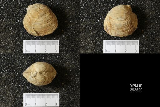 Corbicula?