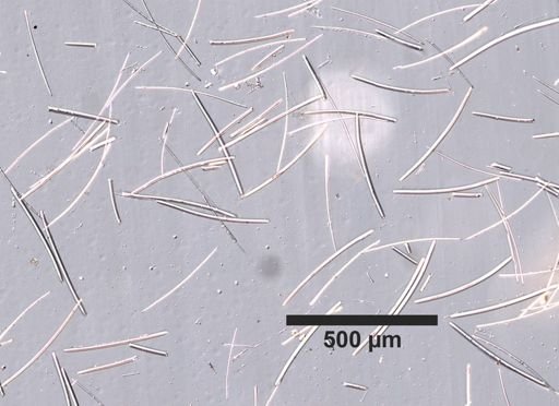 Xestospongia muta
