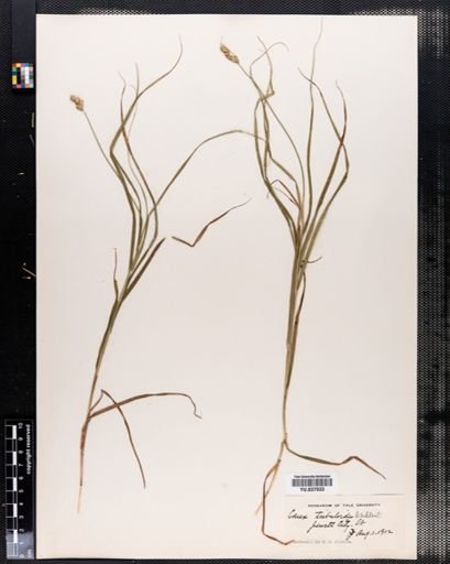 Carex tribuloides