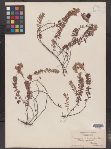 Vaccinium macrocarpon