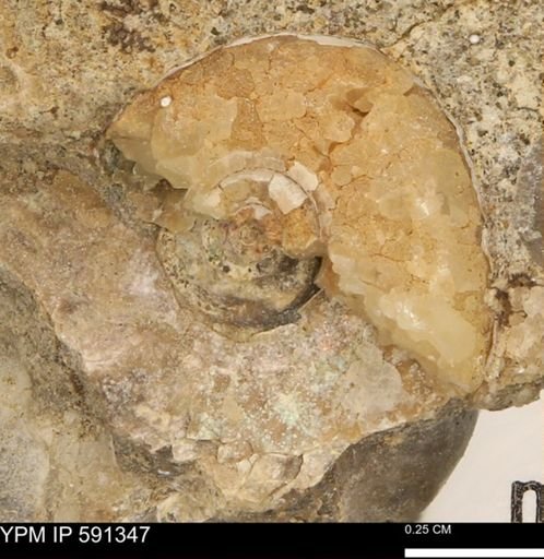 undet. Scaphitidae