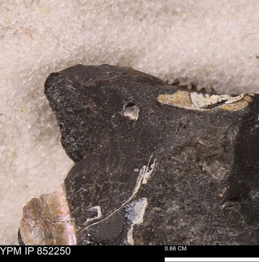 undet. Bivalvia
