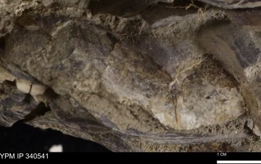 Ostrea glabra