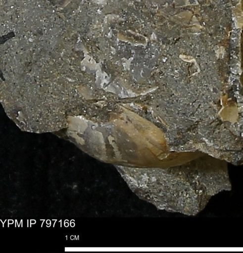 Protocardia