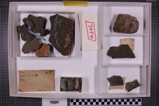 mixed taxa, stratigraphic collection