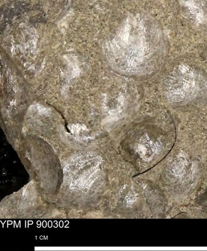 Anomia gryphorhyncha