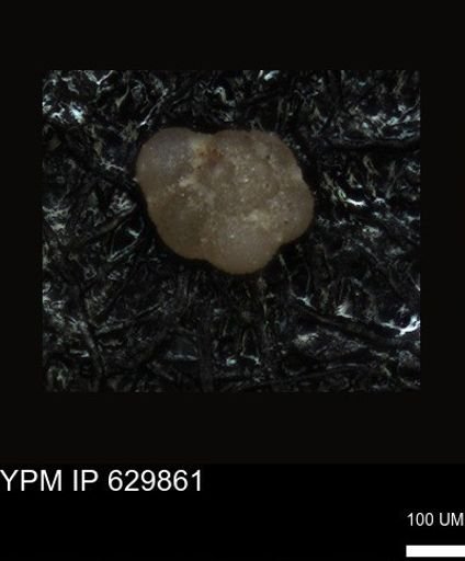 undet. Foraminiferida