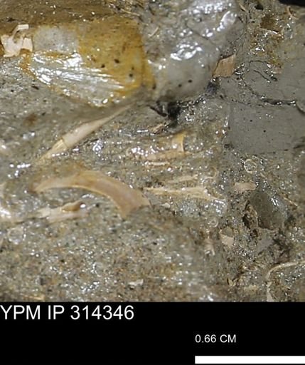 undet. Scaphopoda