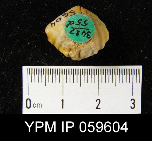 Camarotoechia sp.