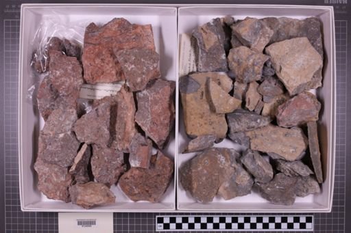 mixed taxa, stratigraphic collection