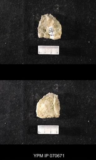 Favosites? louisvillensis