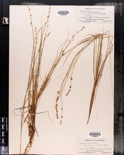 Plantae