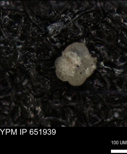undet. Foraminiferida