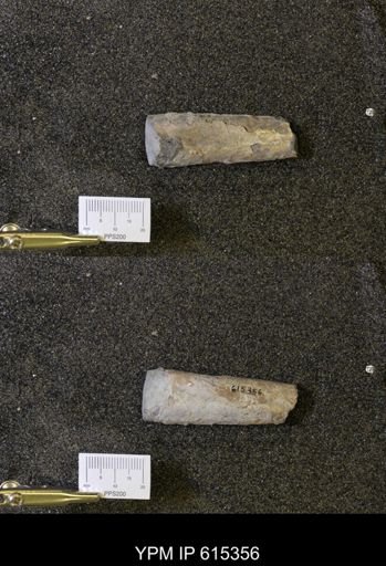Baculites sp.