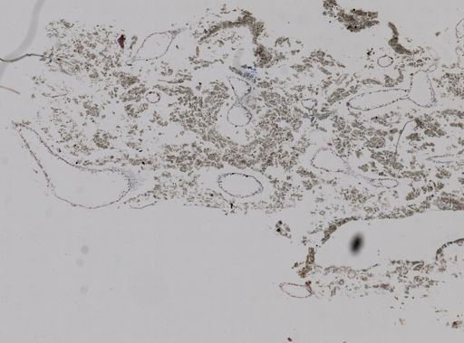 Leucosolenia sp.