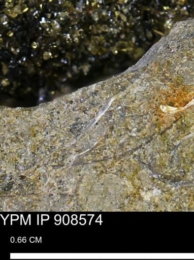 undet. Mollusca