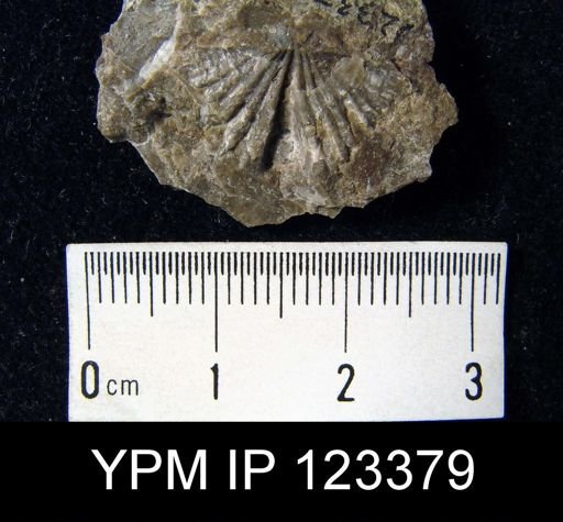 Spirifer murchisoni