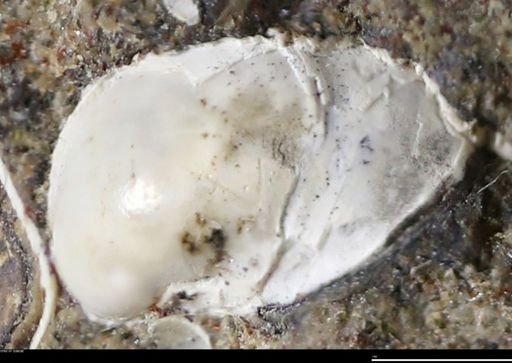 Corbulamella gregaria