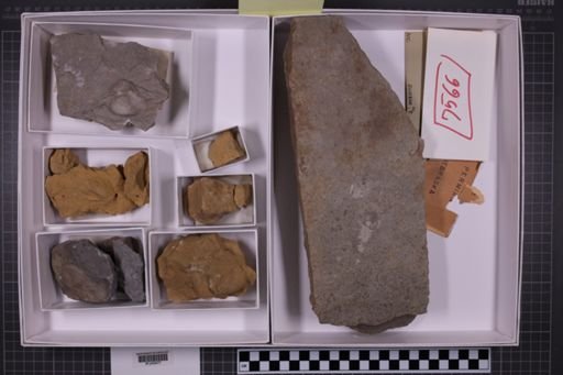 mixed taxa, stratigraphic collection
