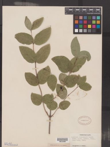 Lonicera canadensis