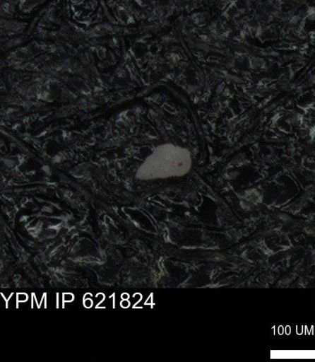 undet. Heterohelicidae