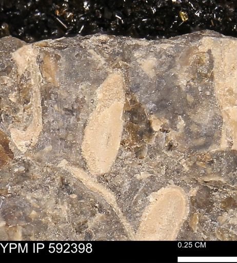 undet. Bivalvia